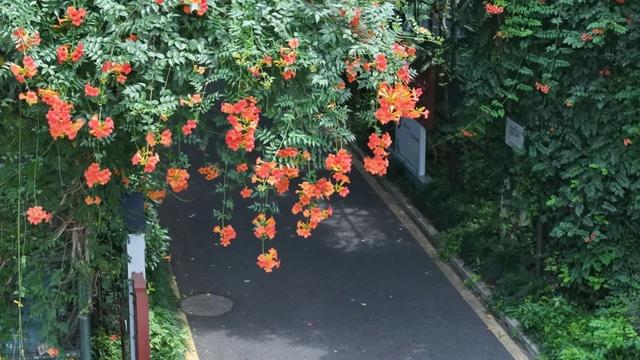 夏日限定凌霄花！带上这份指南来打卡