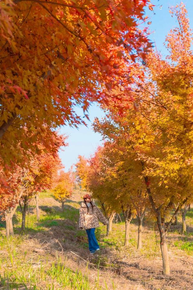 冲！星星湖营地秋色已上线，全攻略奉上～
