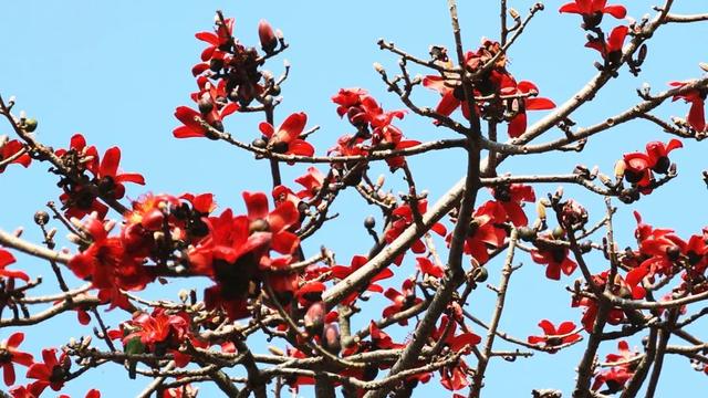 万兴乡：白沙水畔 木棉燃红怒江春