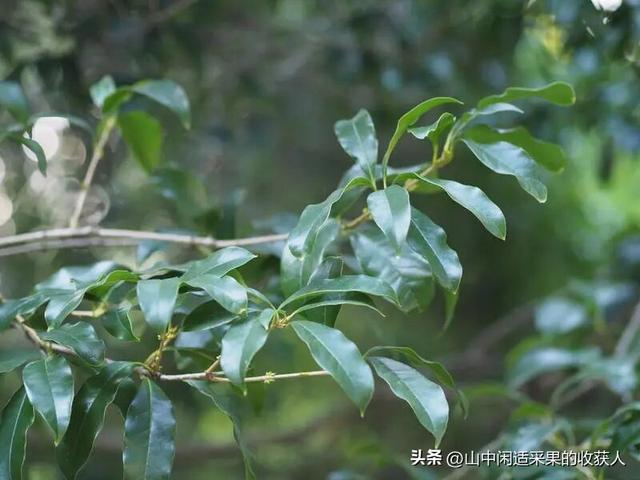 今年桂花开了吗？附近哪里可以看？