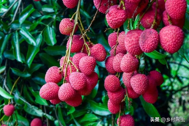 荔枝种植：条件剖析、技术要点与管理策略