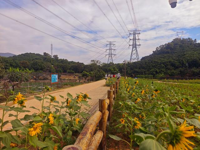 环西丽湖绿道骑行慢行随拍-动个好奇心
