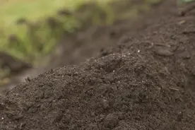 猪粪、羊粪和鸡粪，哪种“粪”肥效更好？3分钟就看明白图片