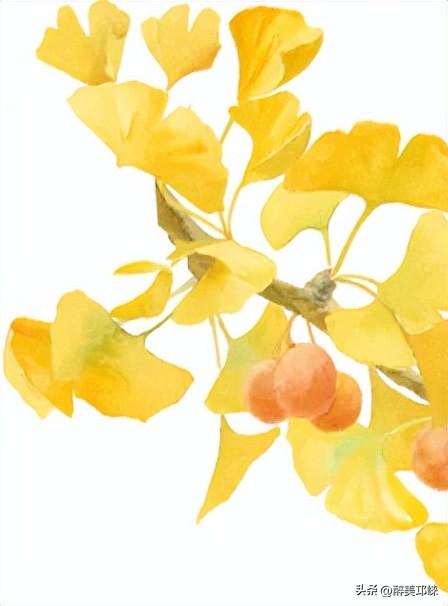 临邛古城银杏季，从浅黄到满树的鎏金，阳光温柔绵长