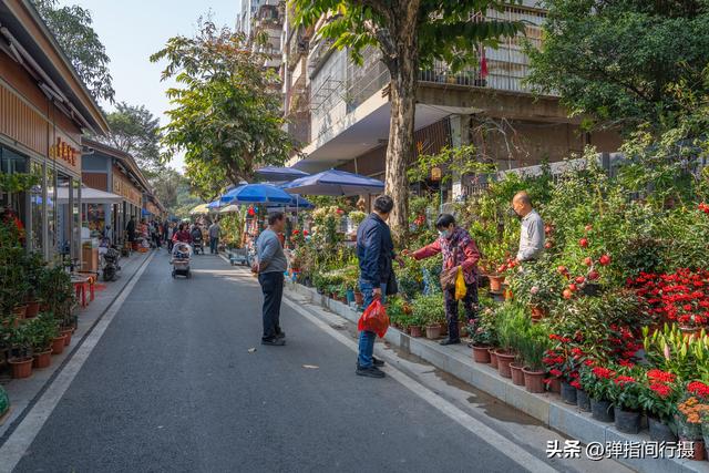 斥资500万！佛山30年花鸟老街，摇身一变成文艺新地标