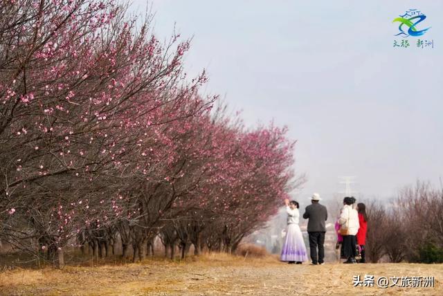 新洲梅花抢先打卡！抓住冬日第一抹绽放的色彩