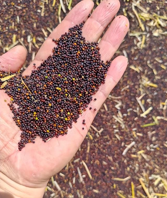菲开首枪后，第2个攻击中国阅兵的国家出现，5万吨油菜籽白买了？