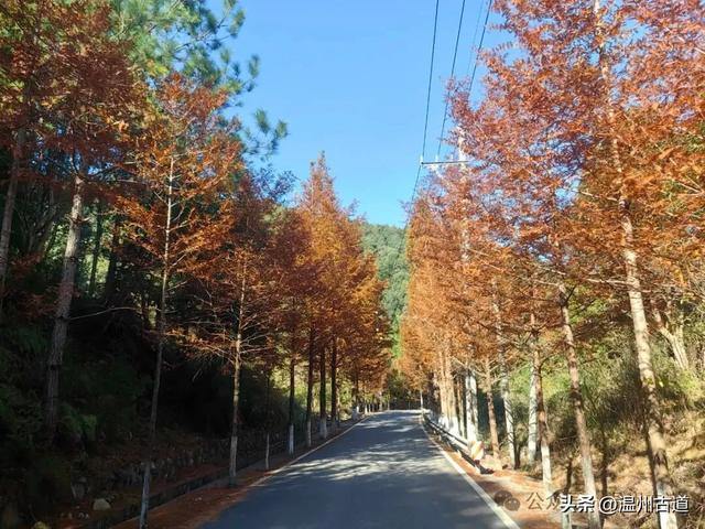 邂逅初冬醉美泽雅风情!藏于乡野的冬日艳遇,每个转角都有惊喜!