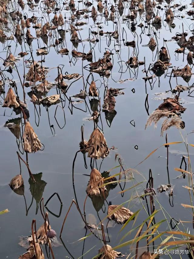 秋日从恐龙地址公园,沿铁路,伴着黄河,徒步至太极岛