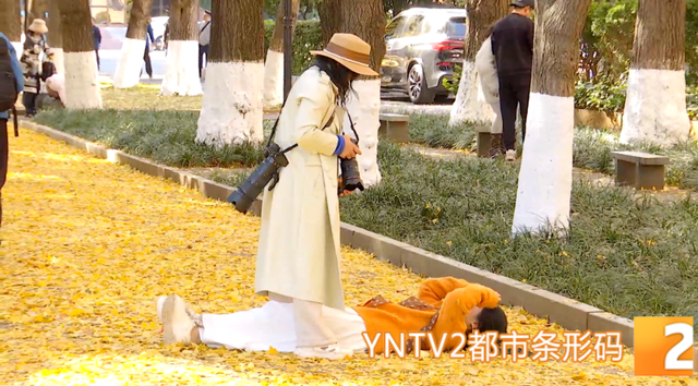 “金毯”已铺！云大这条网红大道的浪漫，藏着一份宠爱