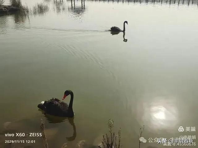 苇风载秋，鹤影映波——河北黄骅南大港湿地的初冬漫游｜ 申艳娟