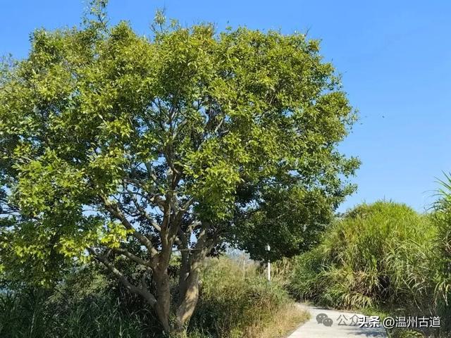 周末休闲好去处！探寻汉朝古寨千年古村，登悬空观景台一览绝美
