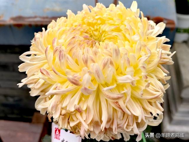 秋风独宠一园菊，晚来香艳出樊篱——北京北海公园2025年菊花展