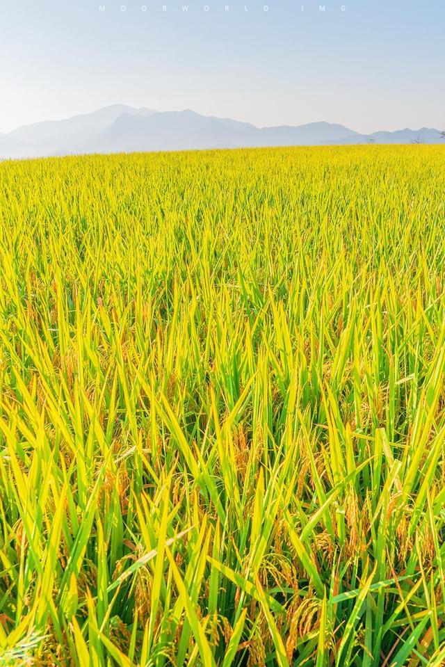 邂逅泳溪梯田，翻开秋日的浪漫诗篇