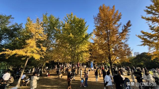 银杏黄时，解放公园把武汉秋天压成一枚金色书签