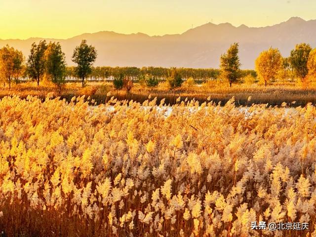 延庆的金色浪漫，就在——