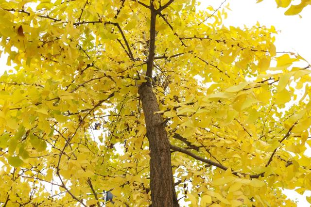 好看!好拍!郫都银杏打卡攻略→