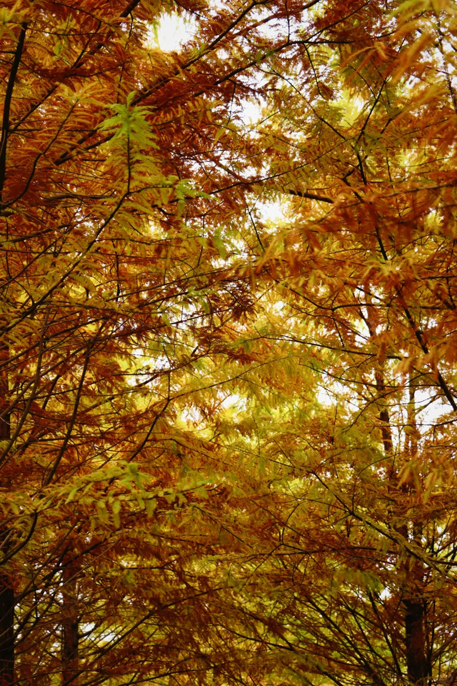 临沂「红杉」「红枫」浓度拉满，出片率100%