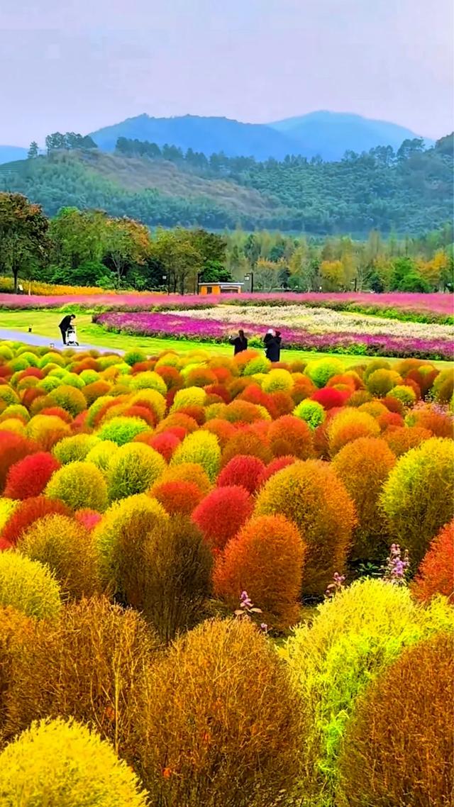 秋日的地肤草,你就说美不美吧!