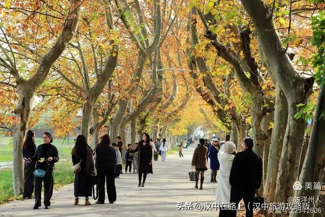 汉中老厂区的梧桐大道,太火了!