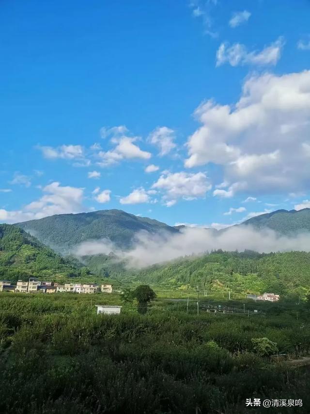 在茶香樟影里打捞烽火弦歌——大村寻踪记