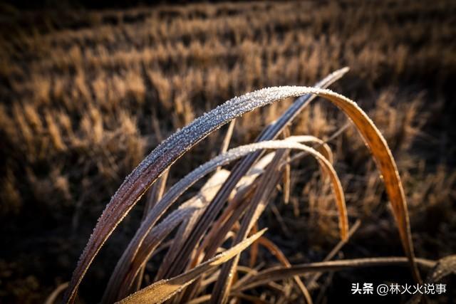 “早霜降，冻死牛”，今日11时51分霜降，预示今年冬天非常寒冷吗
