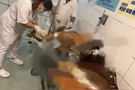 恶意讨薪震惊两国！中国男子在柬不发工资被烧死，国内惯的毛病？图片