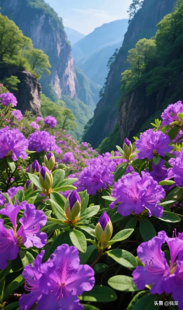 紫色杜鹃花盛开，山谷里独特的风景。