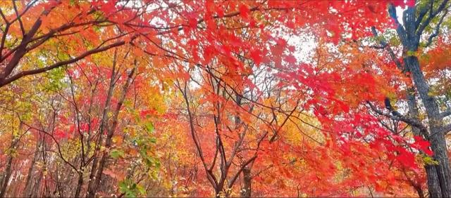 深秋，开启一场热爱的奔赴