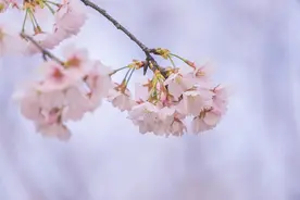 唐朝还是日本？关于樱花你不知道的几件事情。图片