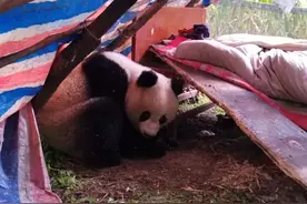 国宝大熊猫来串门啦！图片