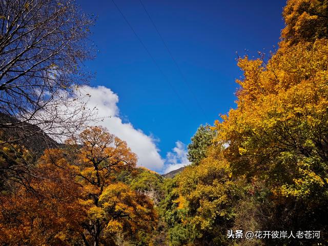 米亚罗彩林季，观赏一日游！