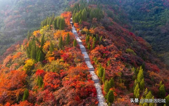 错过再等一年!洛阳红叶加载量进入倒计时!