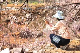 走，去日照大旺村拍樱桃花图片
