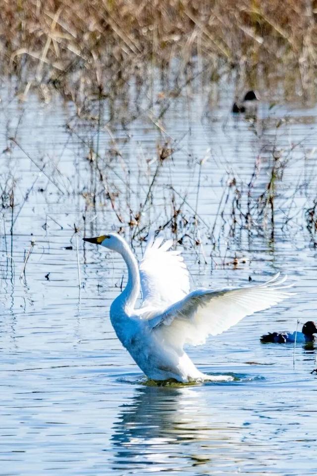 山东变身“候鸟天堂”，点击Get冬日限定浪漫