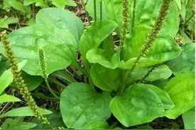 在农村长的像“猪耳朵”的野草——车前草图片