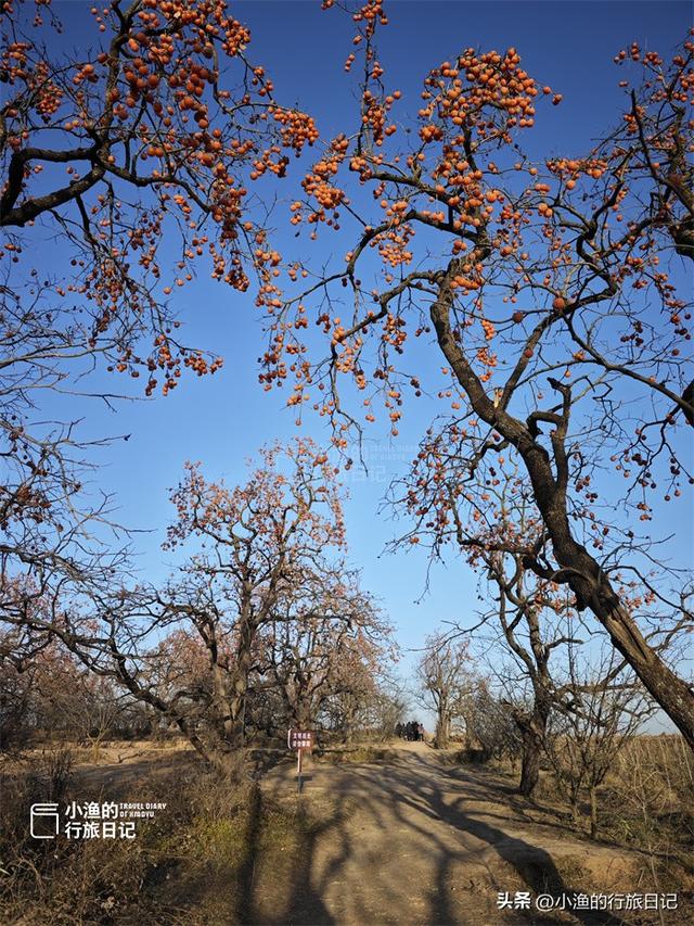 今冬顶流！陕西这片柿子林爆火出圈，美到封神！攻略来啦
