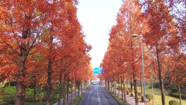 气温渐凉，扬州各地水杉迎来最佳观赏期！