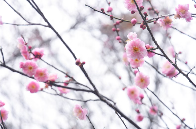 百余亩古梅盛放！除了林阳寺，福州这里也很“梅”好