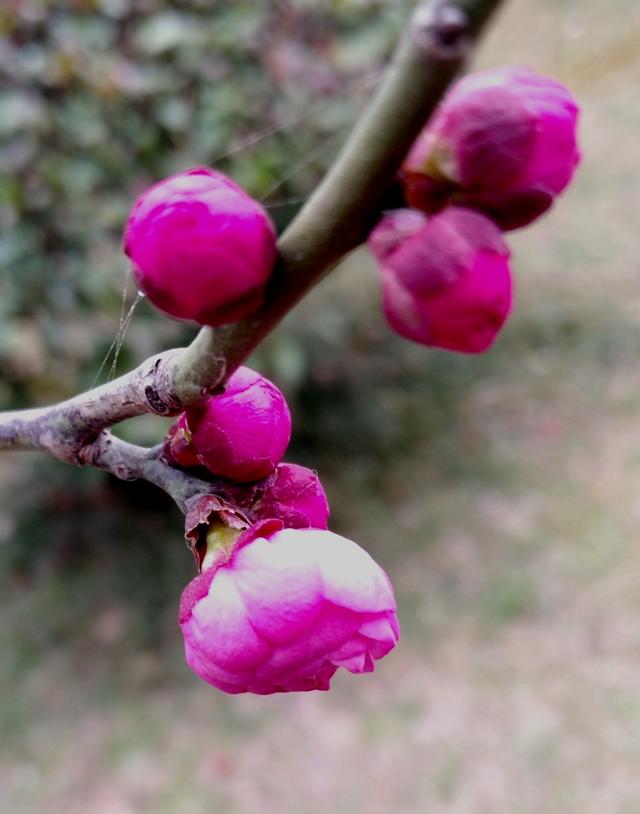 随感，梅花为谁而开