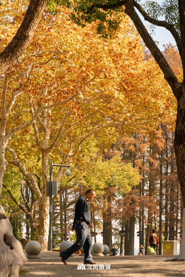 汉阳的秋天也太会了，“捡秋”比赏秋更上瘾