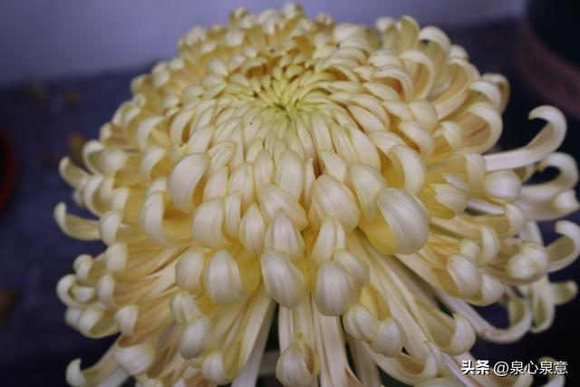 本周六，济南第46届趵突泉金秋菊展开幕！赏菊攻略已出炉！