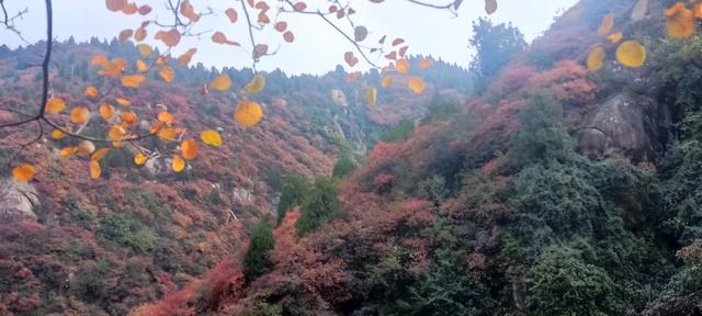 骊山红叶似火 车辆行人如织