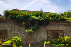 各种花的花期和开放时间图片