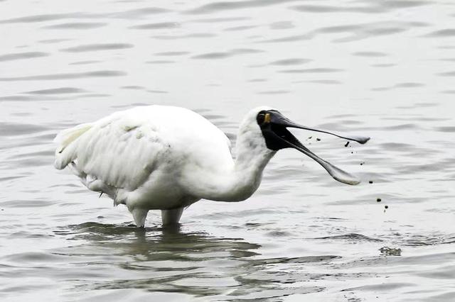 快乐的25/26深圳湾候鸟季