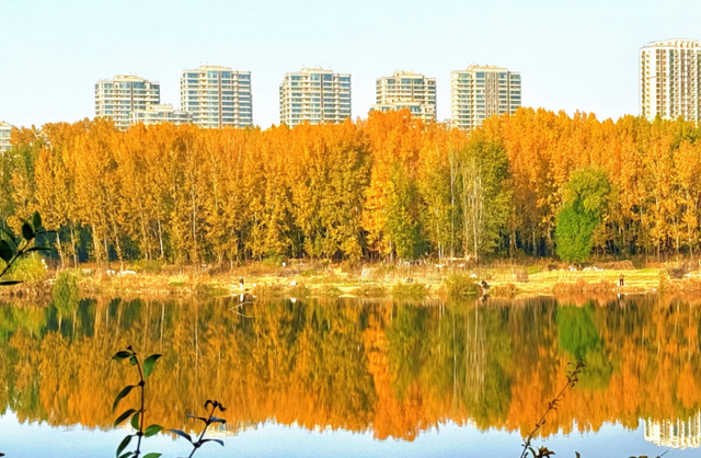 临沂此处天地一色，快来赴一场与金黄的约会吧！