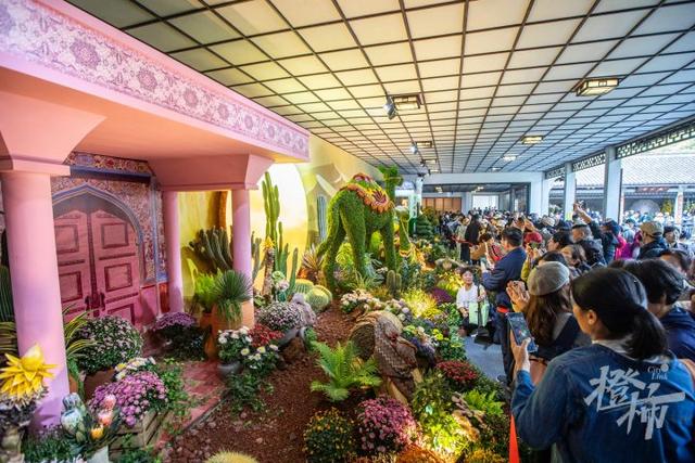 全是人人人人人！一年一度杭州“顶流”人气菊花展登场