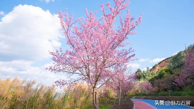 冬日里的粉色浪漫：异龙湖畔冬樱花盛开