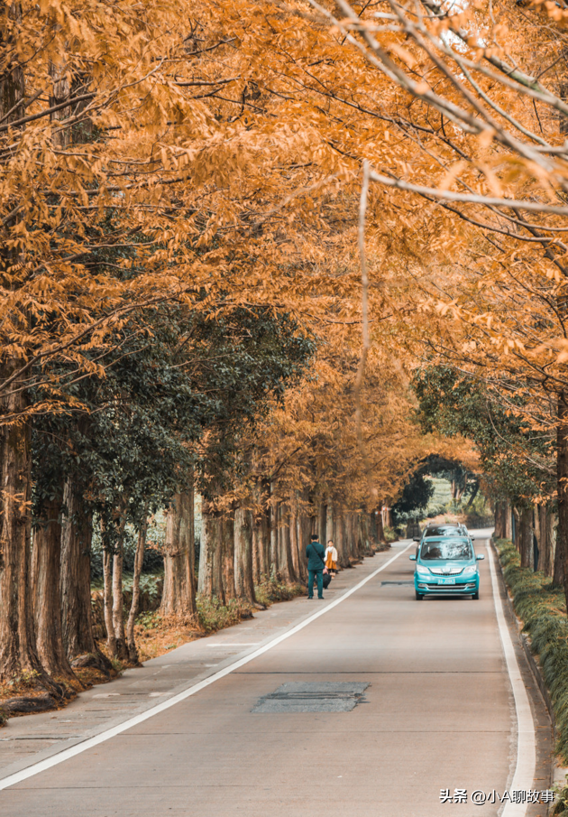 又一5A景区官宣永久免费！年入数亿，关键是秋天美到词穷！