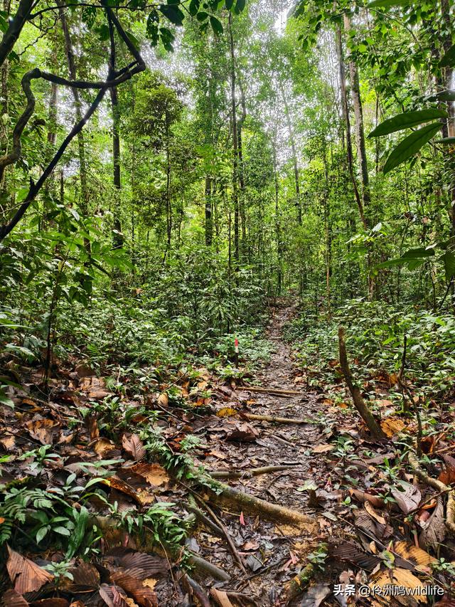 马来西亚(30)砂拉越州④姆鲁山徒步线路